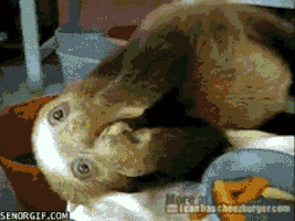 babies sloth GIF