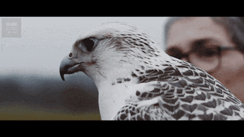 Hola, por Halcón 200.gif?cid=7d74ad2ewz9821mh3xrzxk87a9qnwszo1gixeafxjef8q2xc&rid=200
