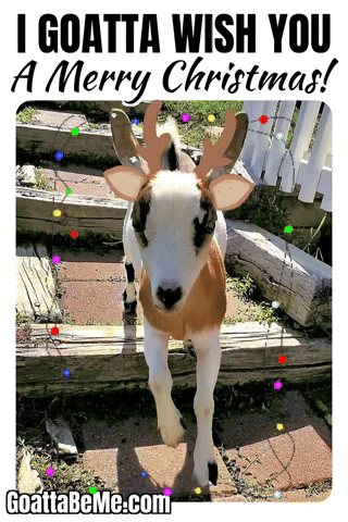 Merry Christmas Happy Holidays GIF by Goatta Be Me Goats! Adventures of Java, Toffee, Pumpkin and Cookie!