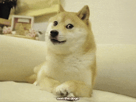 Own The Doge GIF