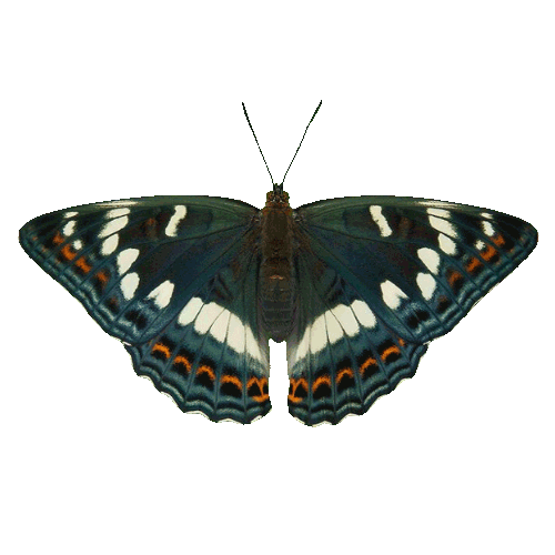 Butterfly Sticker