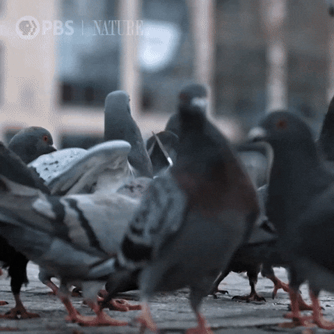 Explore New York City GIF by Nature on PBS