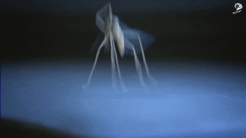giphy.gif