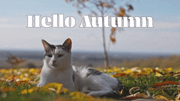Cats Fall GIF by Sealed With A GIF