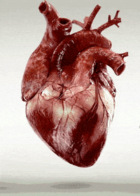 Heartbeat GIF - Find on GIFER