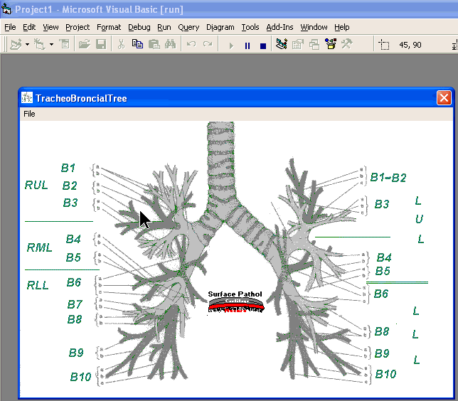 anatomy