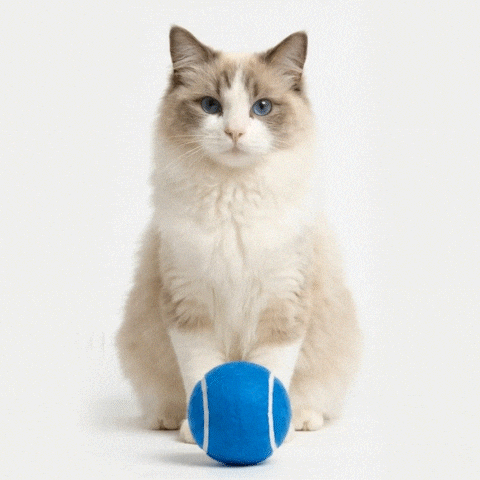 Ball Petinsurance GIF by getShory