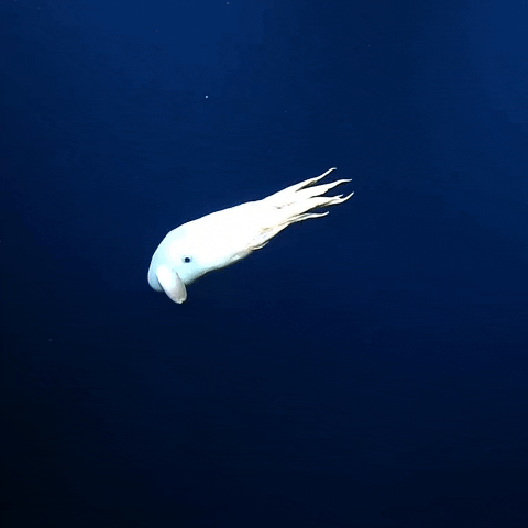 Deep Sea Ocean GIF by Storyful
