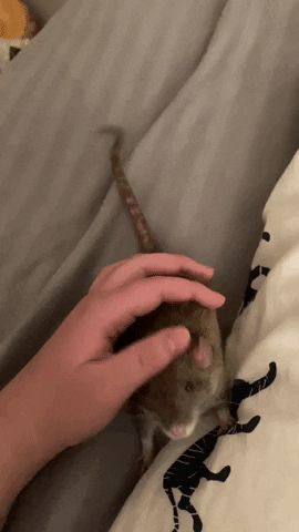 Rat GIF
