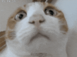 Cat GIF