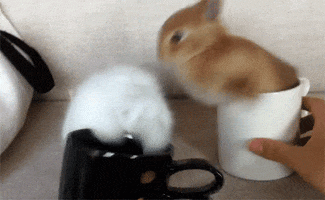 rabbit moving GIF