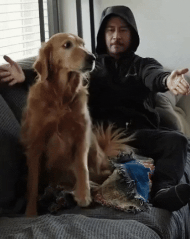 Golden Retriever Cute Dog GIF by Still Not A Hippie