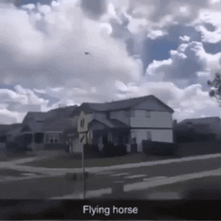 Horse GIF