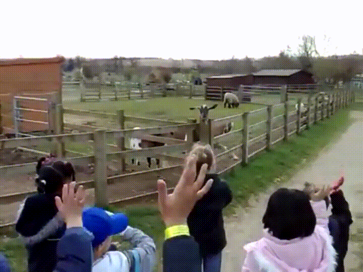 wave goat everyone GIF