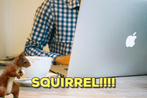 Squirrel Entrepreneur GIF by Stoneham Press - Find & Share on GIPHY