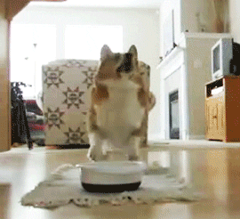Video gif. As a hand pours kibble into a dog bowl, an excited corgi seems to be clapping as it jumps around and lifts its front paws.