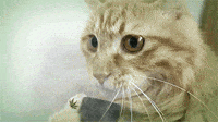 [Image: 200w.gif?cid=790b76115d0196cf74452e6c413...d=200w.gif]