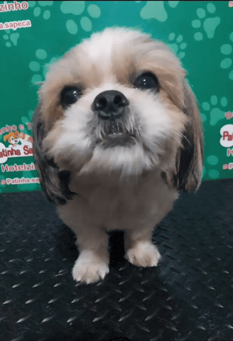 Dog Hello GIF