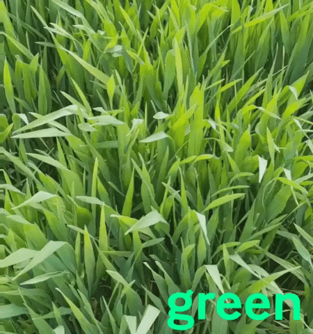 Weed Garten GIF by tacheles Werbeagentur GmbH