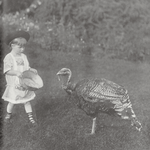 Thanksgiving Eating GIF