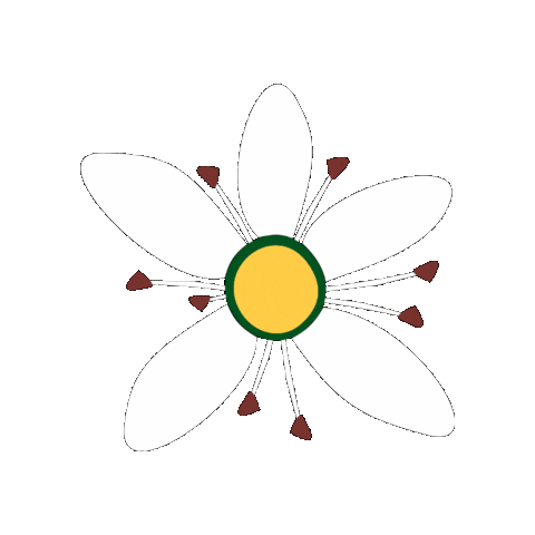 Umbuzeiro Sticker by Irpaa