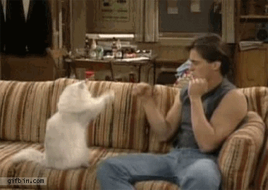 Cat Fight GIF - Find & Share on GIPHY