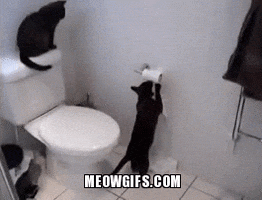 paper meow GIF