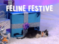 Feline Festive