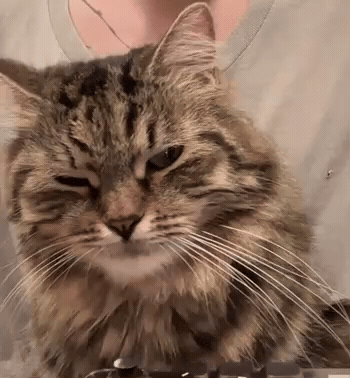 Cat Meow GIF