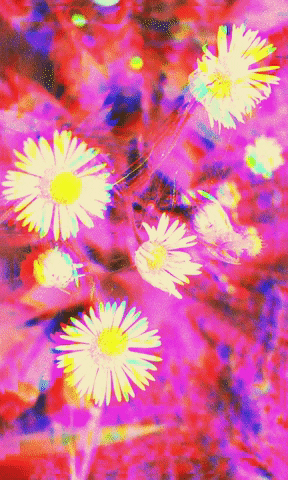 Pink Daisies GIF by Daisy Lemon