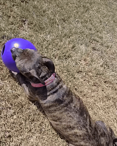 Side Eye Gemma GIF by JSRanchDogDesigns