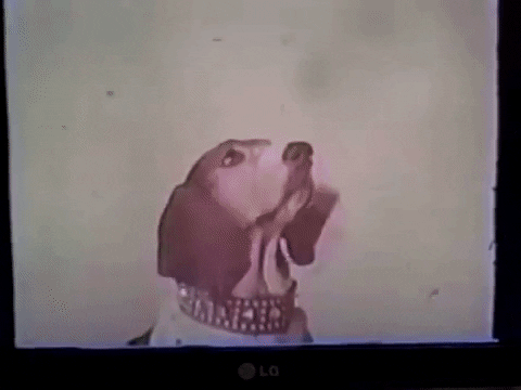 Letícia SK8 Testa Simulador de Surf. Bora conferir como foi?! 1 Gif de cachorro com orelhas em pé