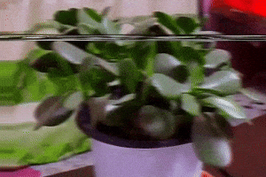 Plant GIF