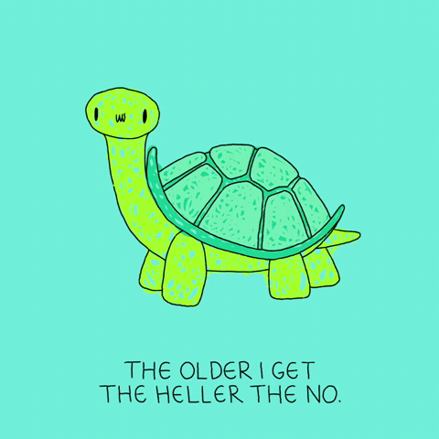 Turtle No GIF