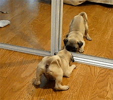 Puglife GIFs - Find & Share on GIPHY