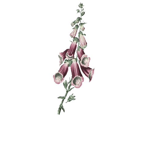 Flower Spring Sticker by Agence Digitalis