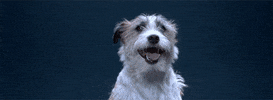 art dogs GIF by Digg
