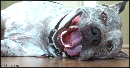 American Staffordshire Terrier GIFs - Get the best GIF on GIPHY