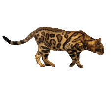 Bengal Cat Sticker by Kitty Fuchs