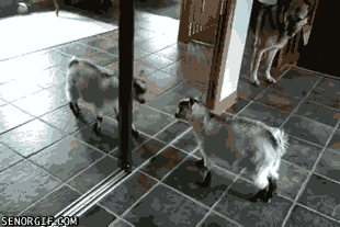 animal fail GIF by Cheezburger