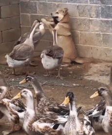dog ducks animals being jerks bunch GIF