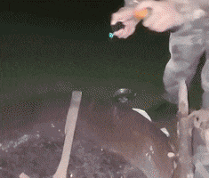 Memes GIF
