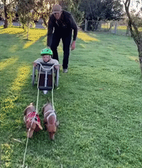 Pony Replaces Puppers as Little Boy's 'Sausage Dog Chariot' Receives More Horsepower