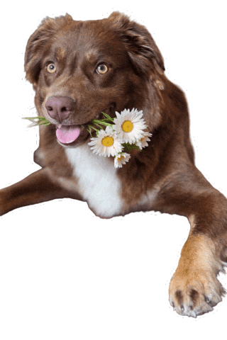 Dog Sticker by JusComte.de