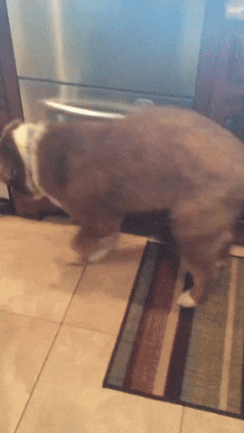 giphy.gif?cid=6c09b952bc2u6u8wsfcy247o15