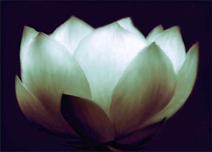Awesome Gif Image Lotus Flower Opening Gif