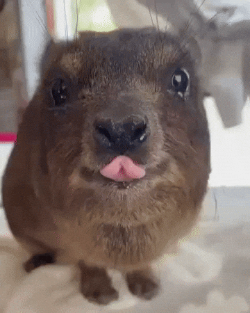Tongue Lick GIF