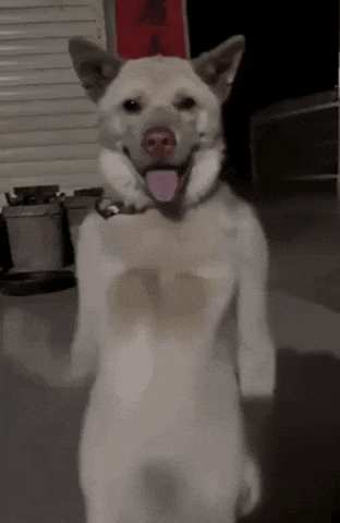 Dog GIF
