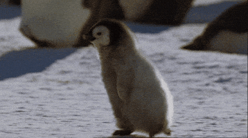 Wildlife gif. A baby penguin races happily on top of packed snow.