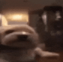 Dog GIF